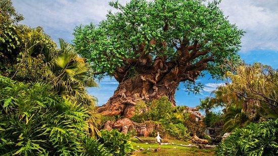 Disney's Animal Kingdom Theme Park